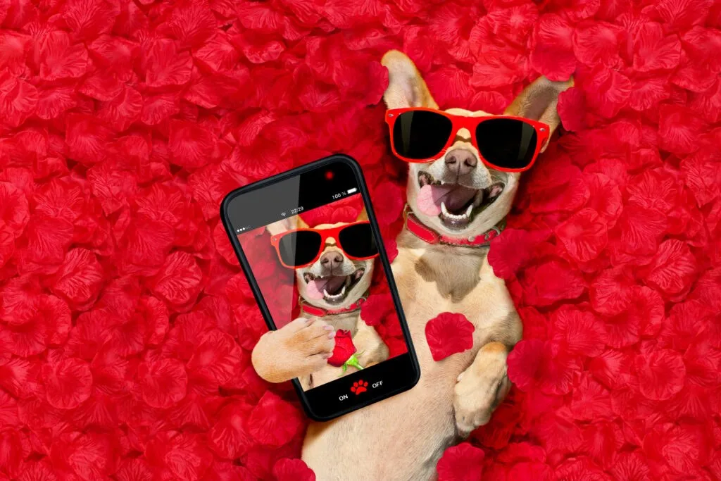Cachorro do dia dos namorados com pétalas de rosa | ThirstyAffiliates